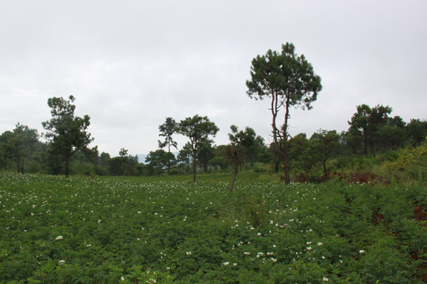 Câu lạc bộ Golf Dali Reignwood