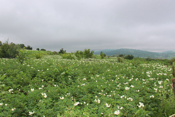 Câu lạc bộ Golf Dali Reignwood